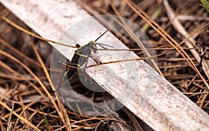 Juvenile Brown and yellow Eastern lubber grasshopper Romalea mic