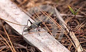 Juvenile Brown and yellow Eastern lubber grasshopper Romalea mic