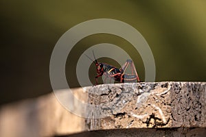 Juvenile Brown and yellow Eastern lubber grasshopper Romalea microptera