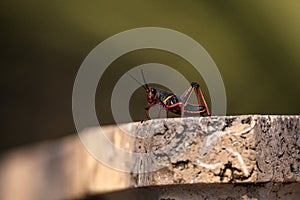 Juvenile Brown and yellow Eastern lubber grasshopper Romalea microptera