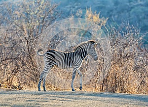 Juvenile Burchell`s Zebra