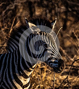 Juvenile Burchell`s Zebra