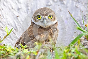 Juvenile Burrowing Owl Peering Out Of Its Burrow