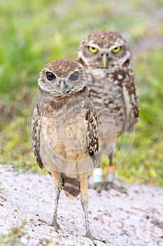 Juvenile Burrowing Owl With Recessive Brown Eyes With Parent Standing Guard