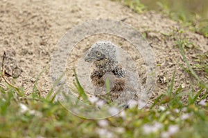 Juvenile Burrowing Owl in Southwest Florida