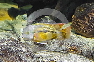 Juvenile butterfly cichlid, A tropical and colorful fish from the atlantic slope of America photo