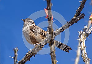 Juvenile Cactus Wren on Thorny Cactus in Arizona Desert