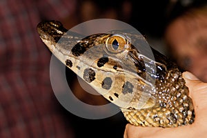 Juvenile caiman, Amazonas, Peru