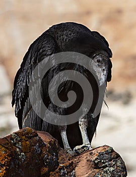 Juvenile California Condor