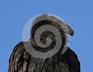 Juvenile California Condor