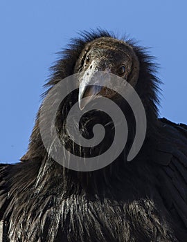 Juvenile California Condor