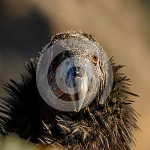 Juvenile California Condor Stares at Camera