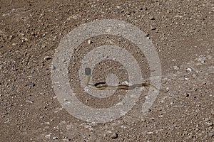 Juvenile Cape Cobra