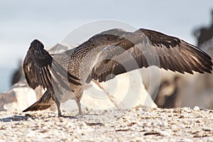 Juvenile Cape gannet - Morus capensis