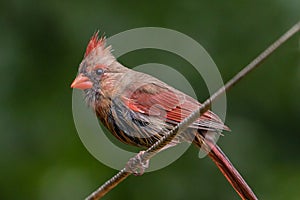 Juvenile Cardinal perched with ruffled feathers