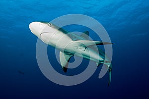 A juvenile Caribbean Reef Shark (Carcharhinus perezii)