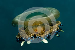 juvenile cassiopea andromeda upside-down jellyfish