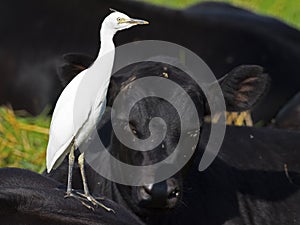 Juvenile Cattle Egret