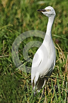 Juvenile Cattle Egret