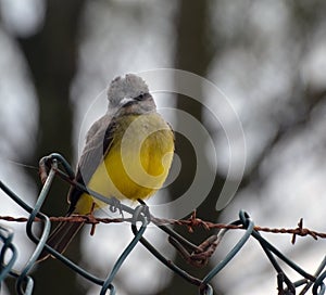 A juvenile cattle tyrant Machetornis rixosa sitting over a fence