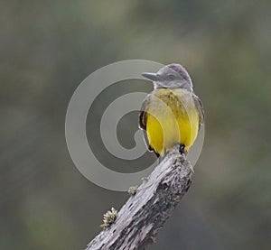 A juvenile cattle tyrant Machetornis rixosa sitting over a fence