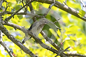 Juvenile cedar waxwing (Bombycilla cedrorum)