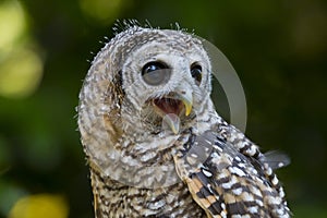 Juvenile Chaco Owl strix chacoensis Bird of Prey