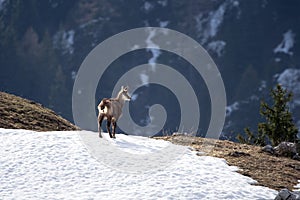 Juvenile chamois in the snow