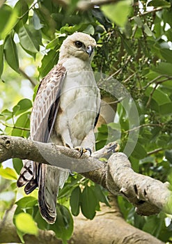 Juvenile changeable Hawk eagle