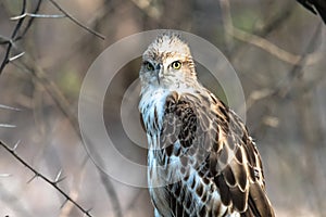 Juvenile Changeable Hawk
