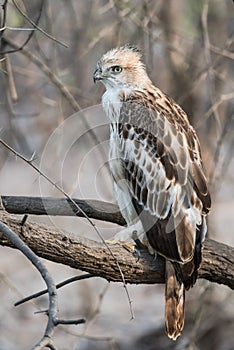 Juvenile Changeable Hawk photo
