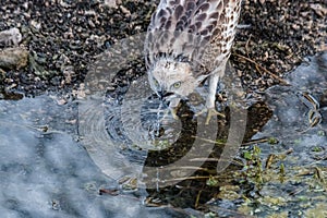 Juvenile Changeable Hawk