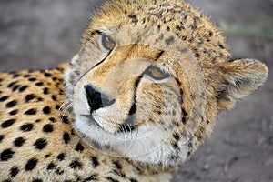 Juvenile cheetah