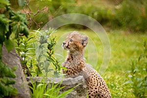 Juvenile Cheetah Cub staring at tree