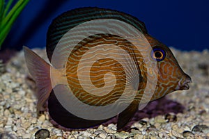 Juvenile Chevron Tang