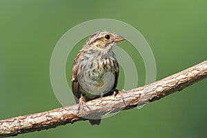 Juvenile Chipping Sparrow (Spizella passerina)