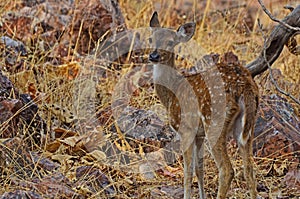 Young Innocent Juvenile Chital Deer