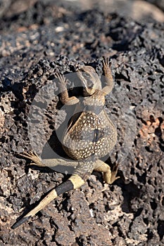 Juvenile Chuckwalla