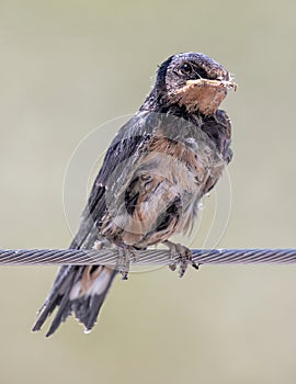 Juvenile Cliff Swallow perches on fence railing