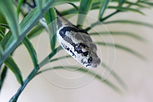 Juvenile coastal carpet python