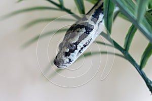 Juvenile coastal carpet python