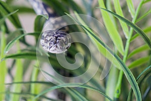 Juvenile coastal carpet python