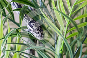 Juvenile coastal carpet python