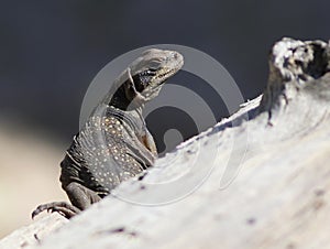 Juvenile Common Chuckwalla