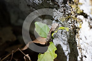 Juvenile common European adder at jurassic mountains, wildlife