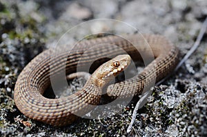 Juvenile Common European Adder Vipera berus