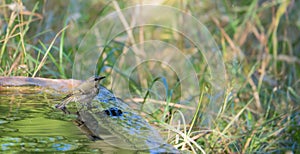 Juvenile Common Firecrest at stone pool