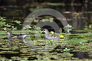 Common Gallinule at Reed Bingham State Park Georgia photo