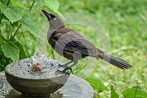 Juvenile Common Grackle Drinking from a Water Fountain