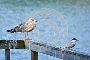 Juvenile common gull (Larus canus) standing on awooden fence with a common tern